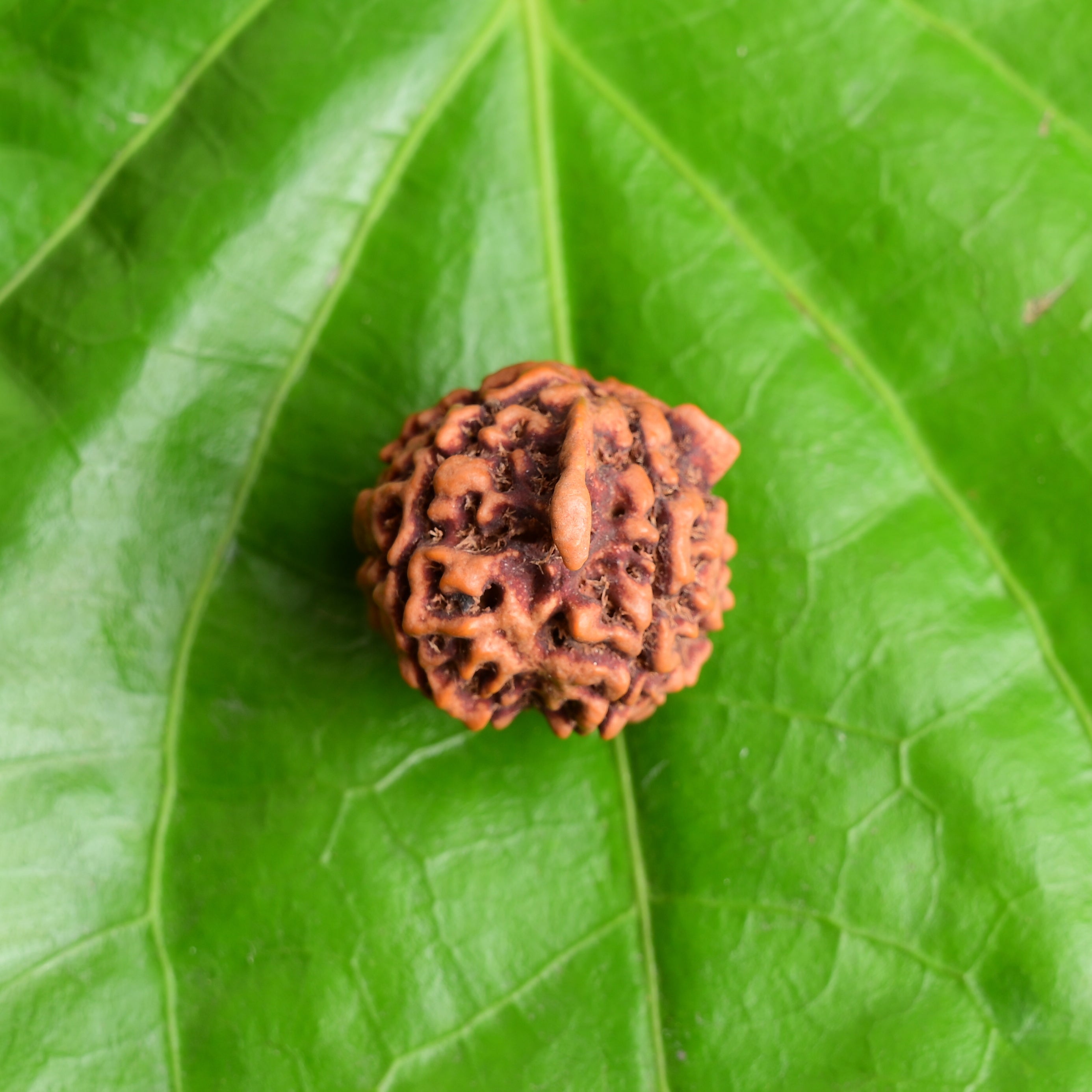 Is It Rudraksh or Bhadraksha: Know The Difference!