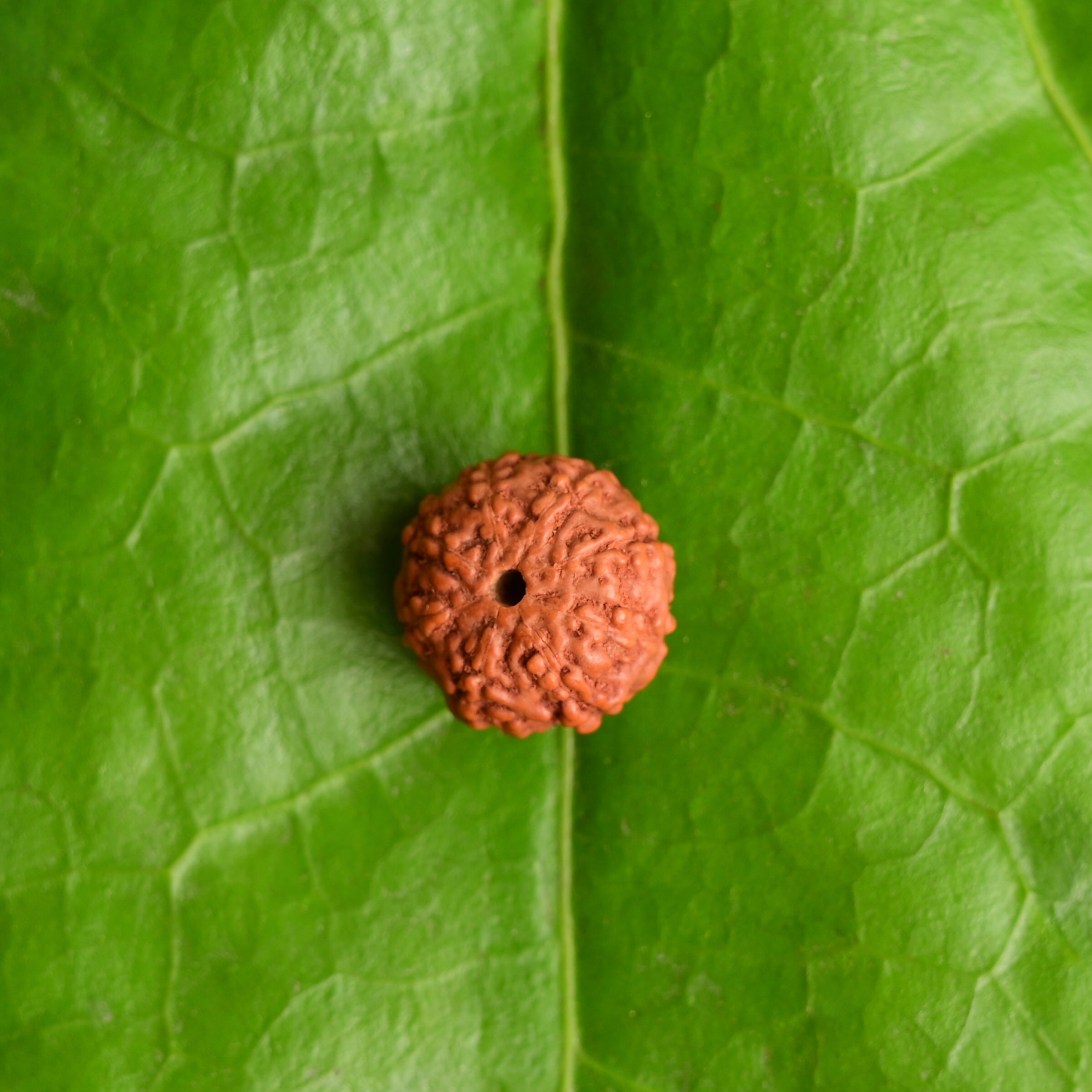 Unraveling the Power and Significance of the 12 Mukhi Rudraksha