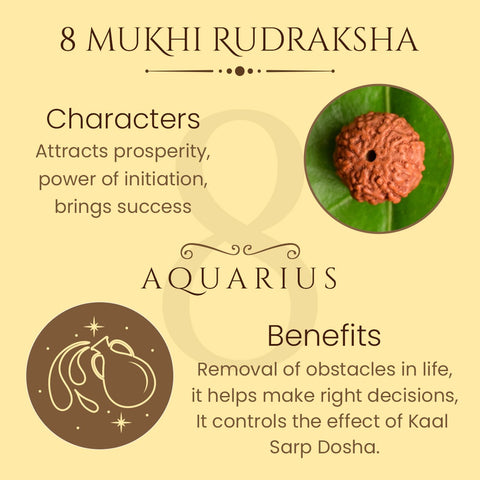 8 Mukhi Rudraksha अष्ट मुखी रुद्राक्ष